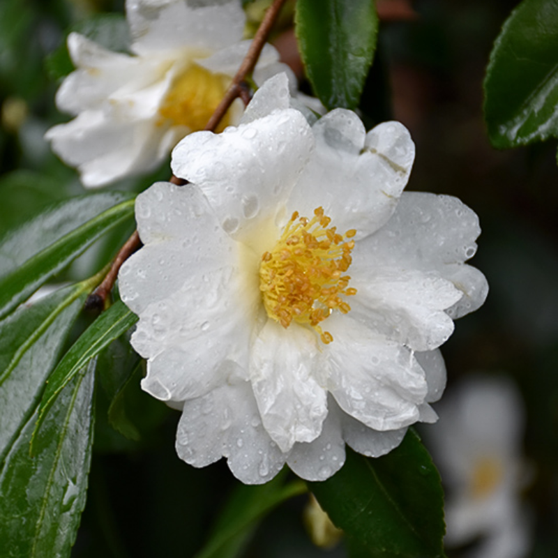 Camellia Sas Setsugekka