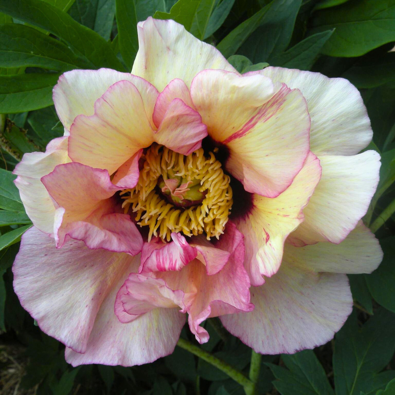Peony Tree Savage Splendor – The Heritage Nursery