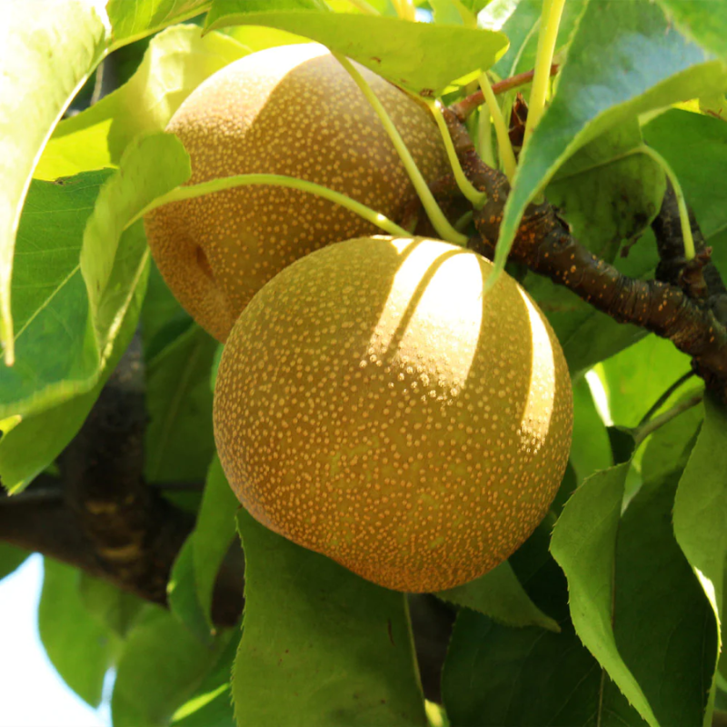 Pear Shinseiki