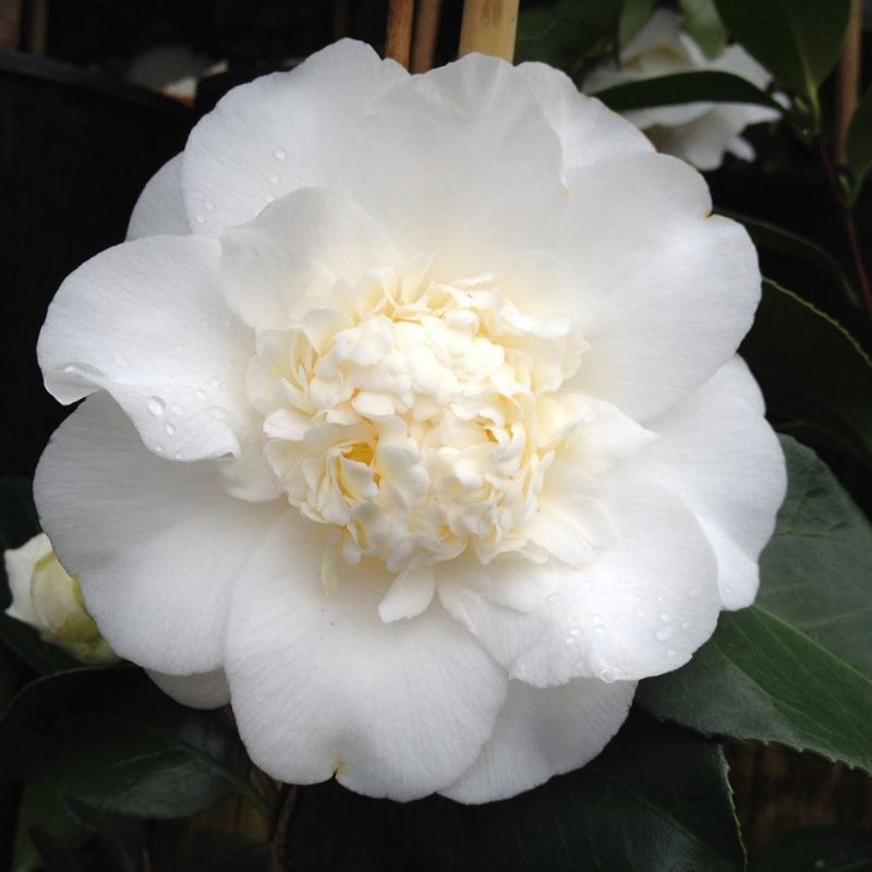 Camellia japonica Shiro Chan