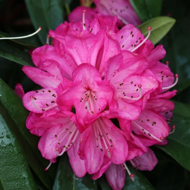 Rhododendron Sir Robert Peel