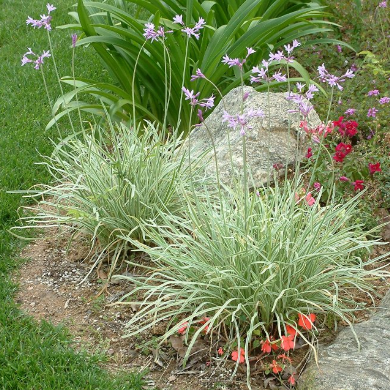 Society Garlic Variegated