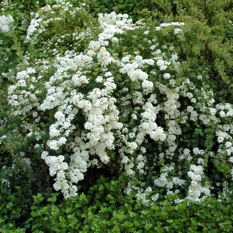 Spiraea Cantoniensis May Bush