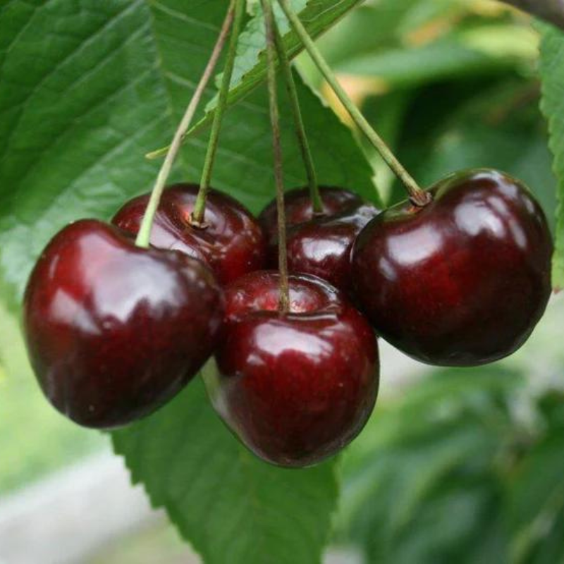 Cherry Stella Dwarf