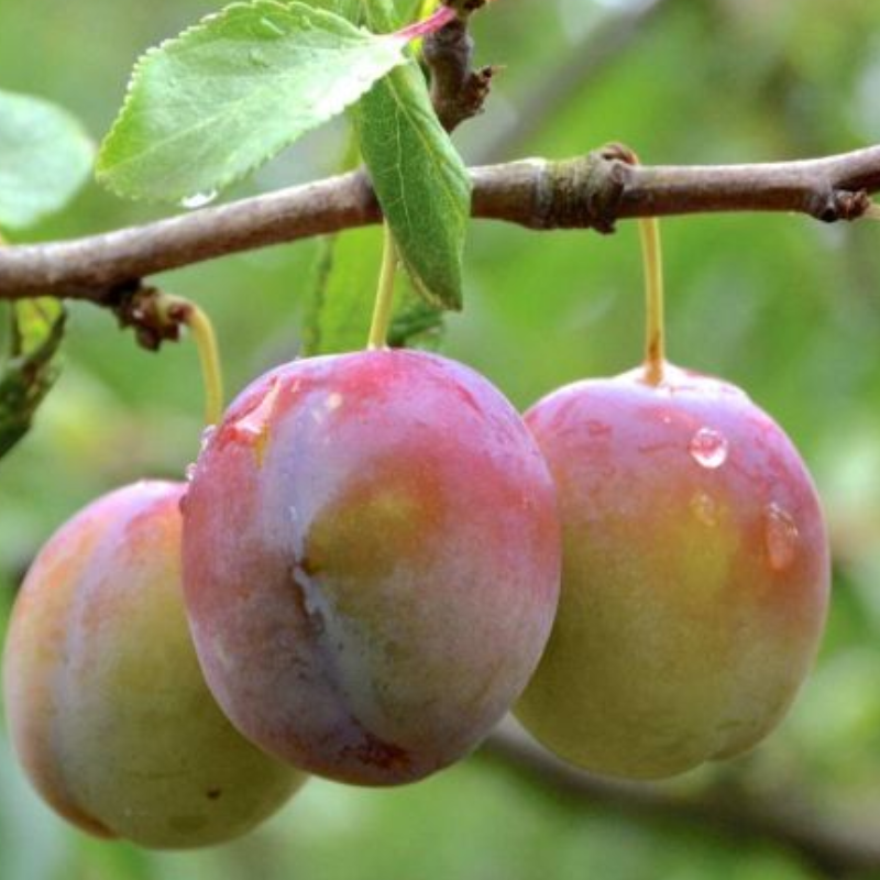 Plum Sugar