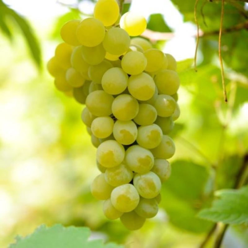 Grape Sultana Seedless Bag