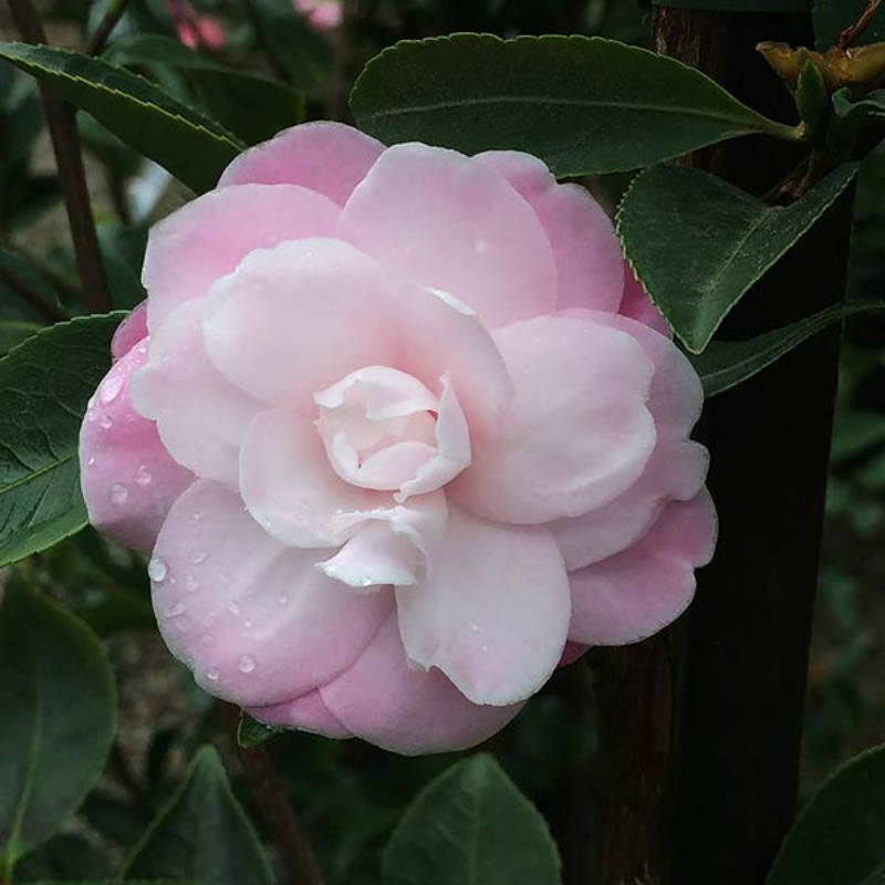 Camellia hybrid Sweet Jane