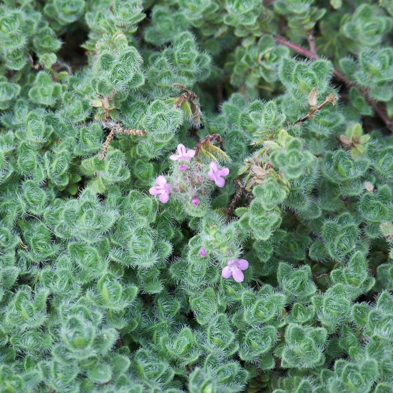 Thyme Woolly