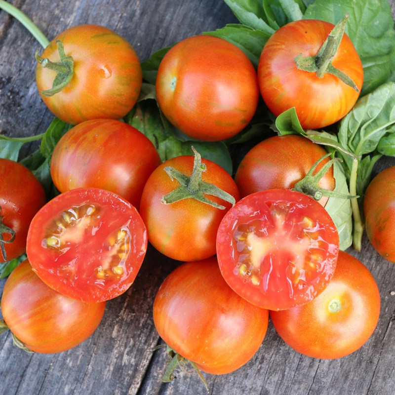 Tomato Heirloom Tigerella