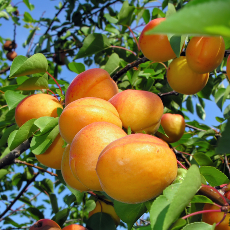 Apricot Tilton Dwarf