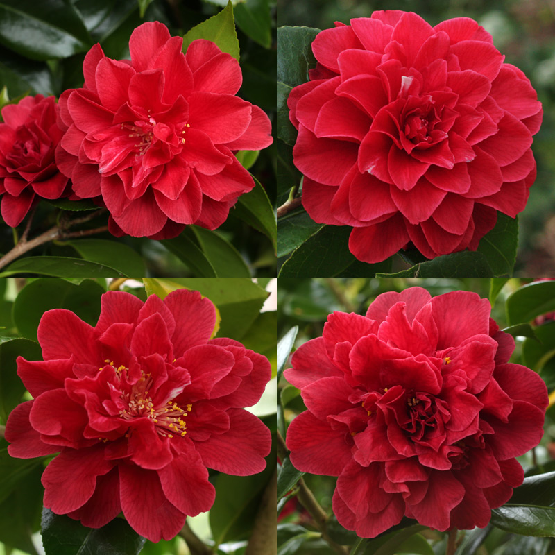 Camellia Tom Knudsen