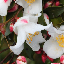 Load image into Gallery viewer, Camellia transnokoensis
