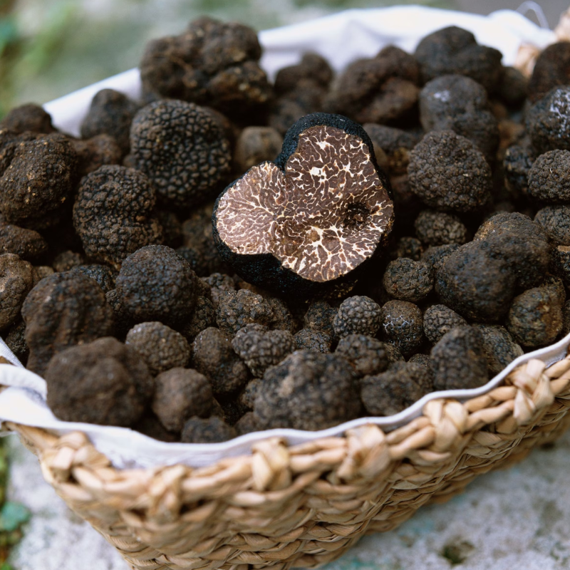 Truffaler Tree Truffle – The Heritage Nursery