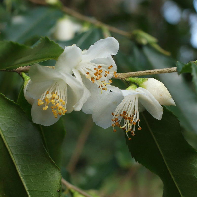 Camellia tsaii