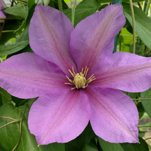 Load image into Gallery viewer, Clematis jackmanii Twilight
