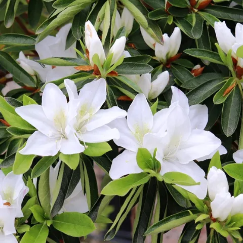 Azaleas – The Heritage Nursery