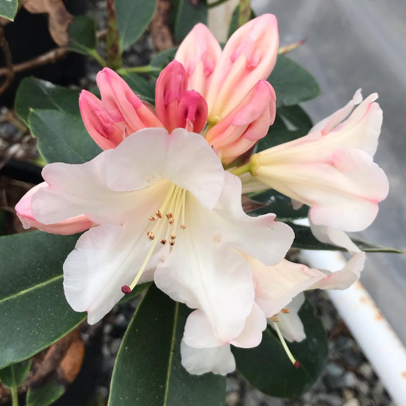 Rhododendron Unique