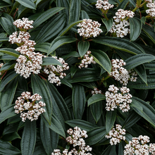 Load image into Gallery viewer, Viburnum davidii 25cm
