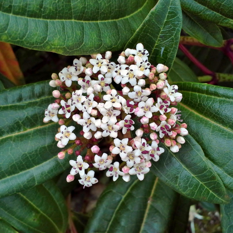 Viburnum davidii 25cm