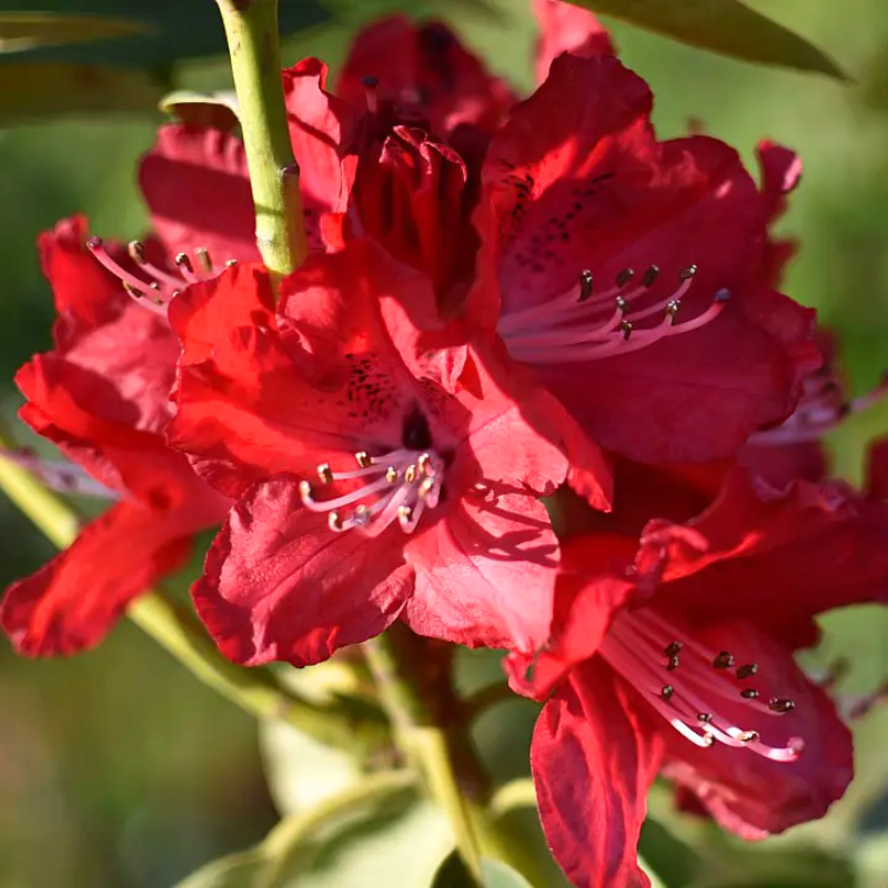 Rhododendron Volcano