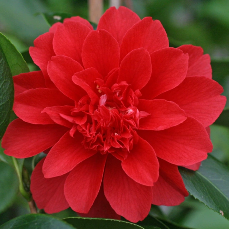 Camellia japonica Volcano