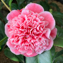 Load image into Gallery viewer, Camellia Jap Volunteer
