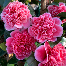 Load image into Gallery viewer, Camellia Jap Volunteer
