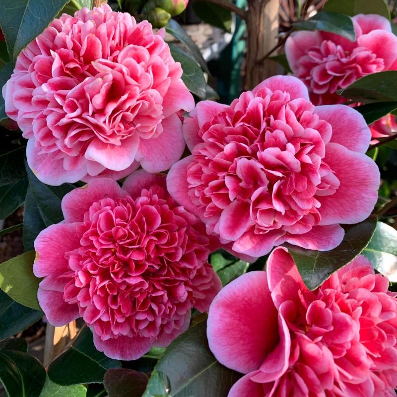 Camellia Jap Volunteer – The Heritage Nursery