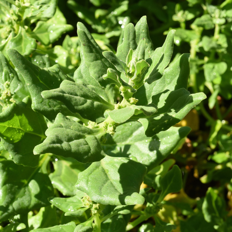 Warrigal Greens