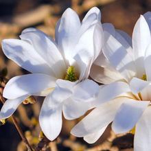 Load image into Gallery viewer, Magnolia stellata Waterlilly
