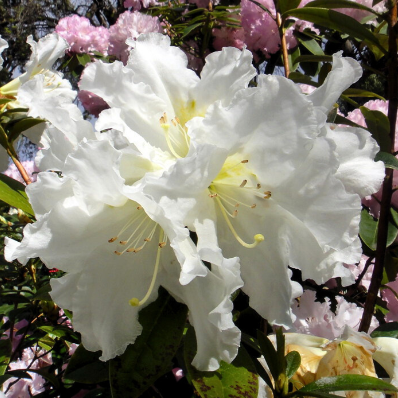 Rhododendron Wedding Gown