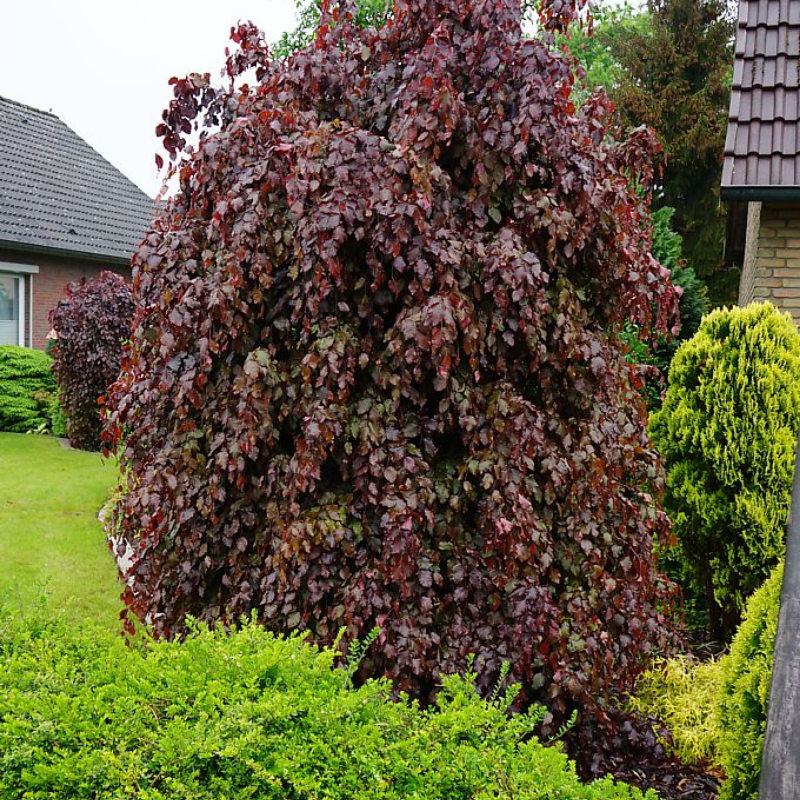 Weeping Copper Beech The Heritage Nursery