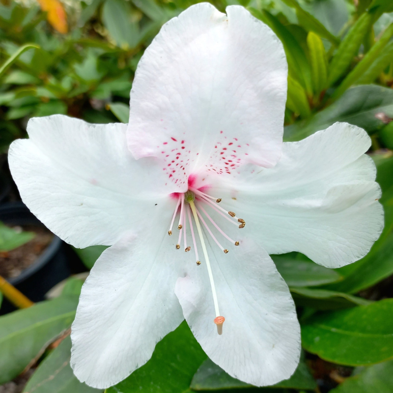 Rhododendron White Pearl