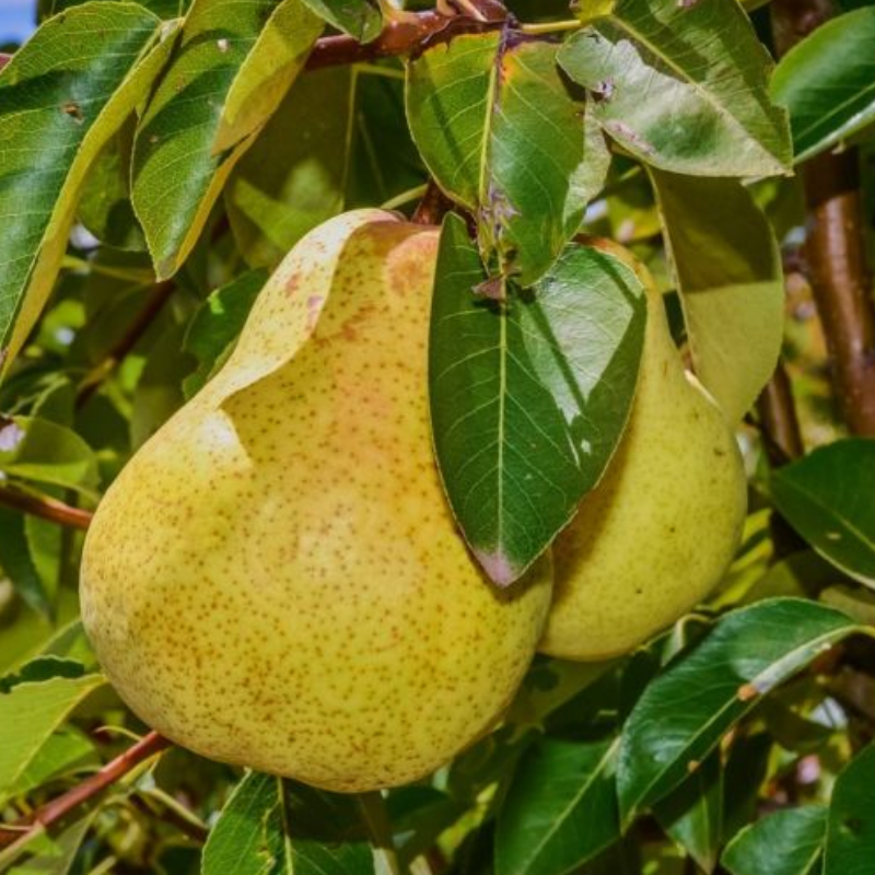 Pear Williams Dwarf