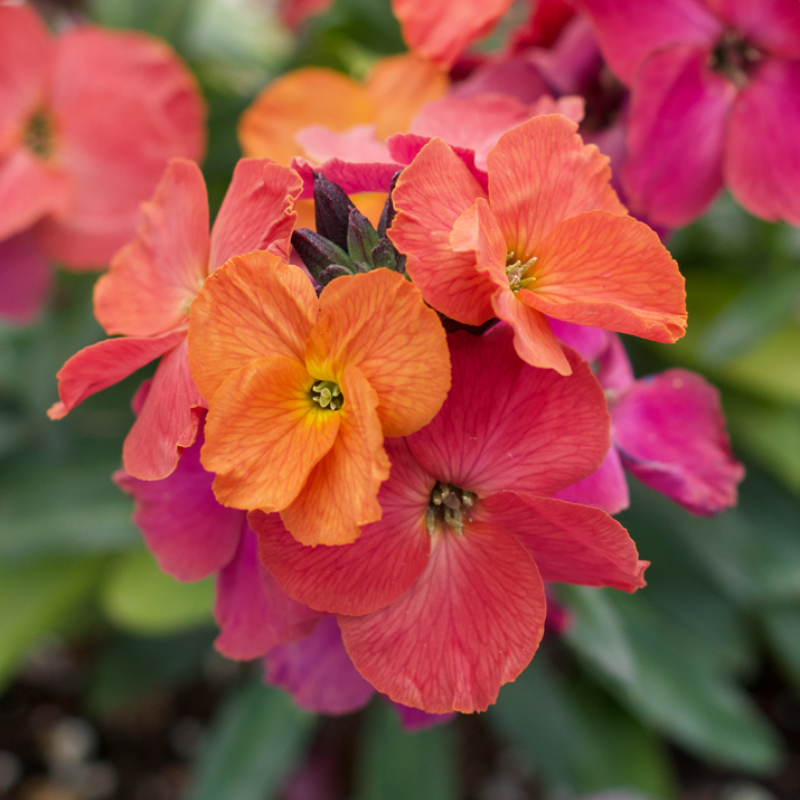 Erysimum Elite Winter Orchid