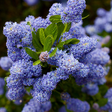 Load image into Gallery viewer, Ceanothus Yankee Point
