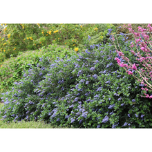 Load image into Gallery viewer, Ceanothus Yankee Point
