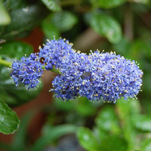 Load image into Gallery viewer, Ceanothus Yankee Point
