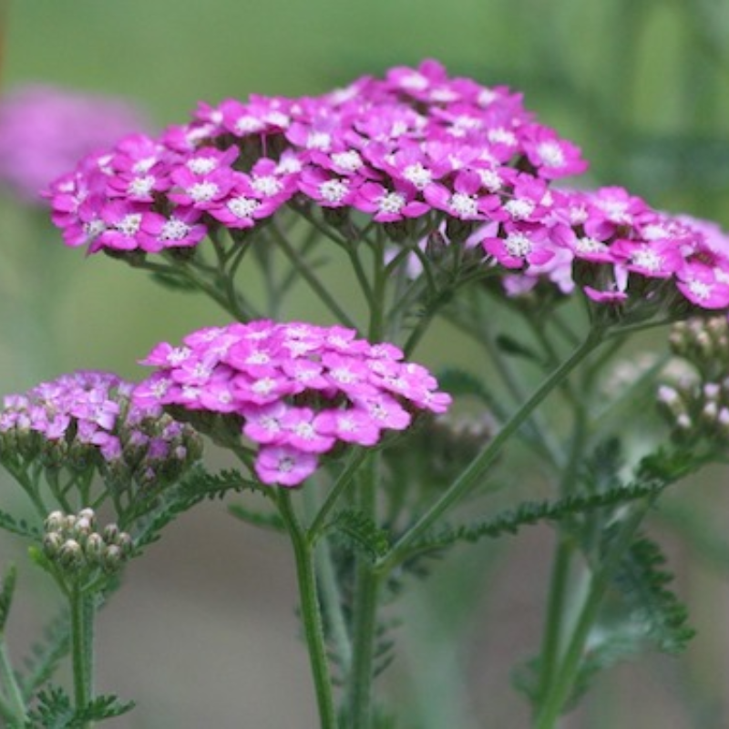 Yarrow Pink