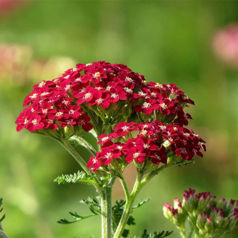 Yarrow Red