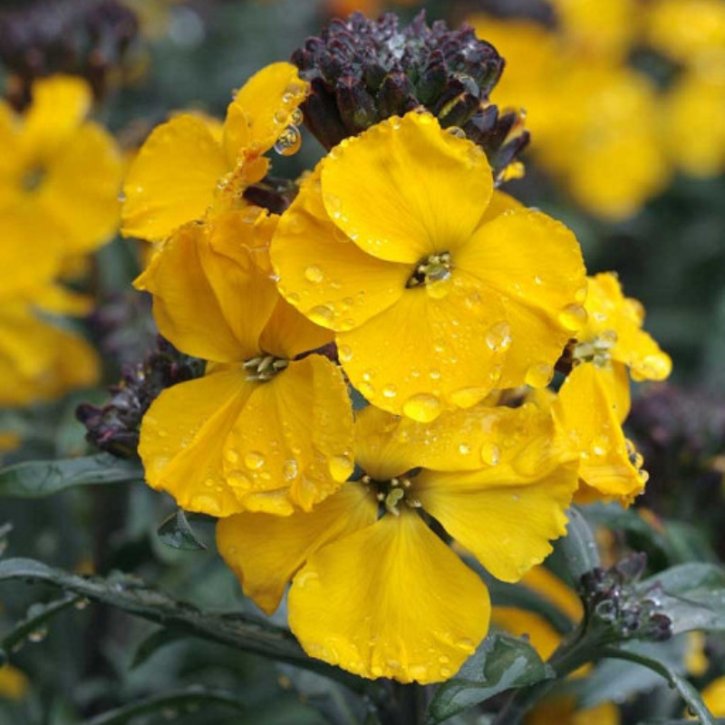 Erysimum Yellow Wallflower