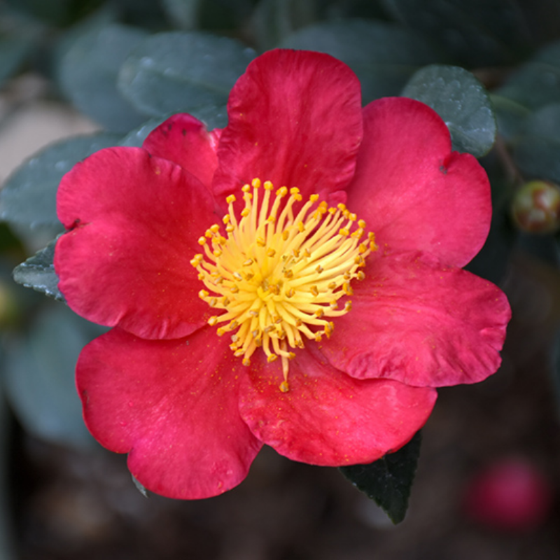 Camellia sasanqua Yuletide