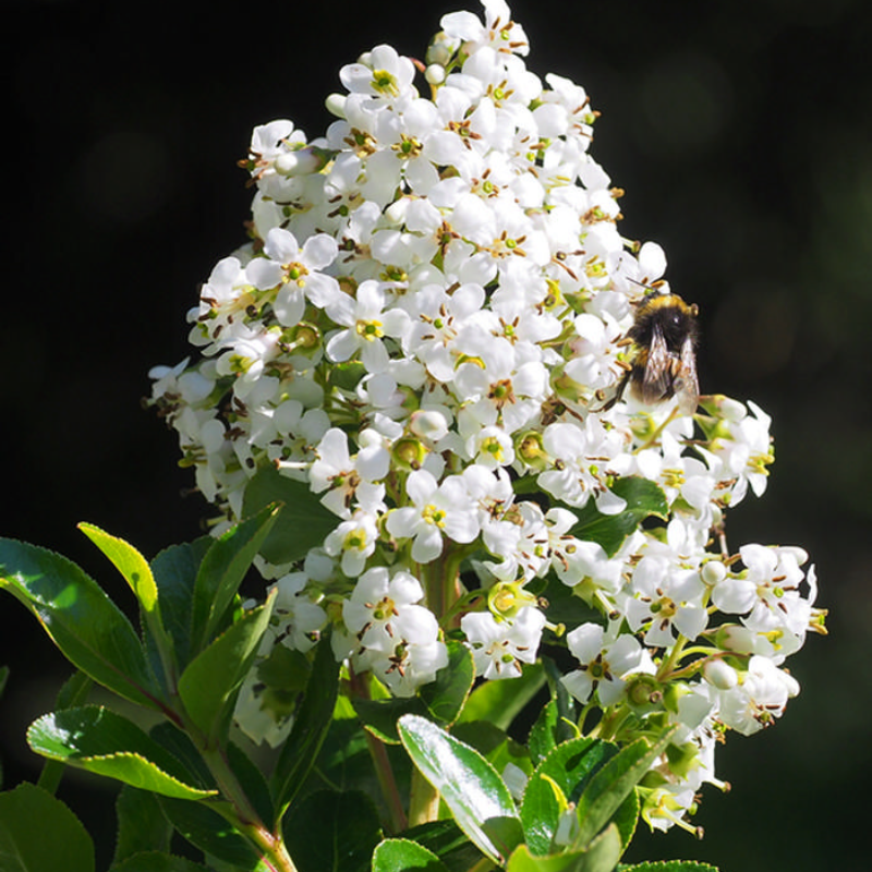 Escallonia iveyi