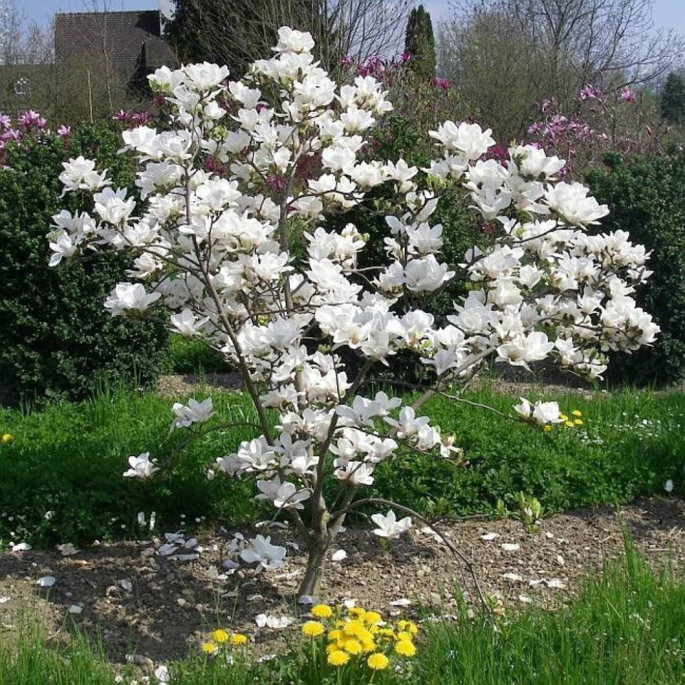 Magnolia Alba