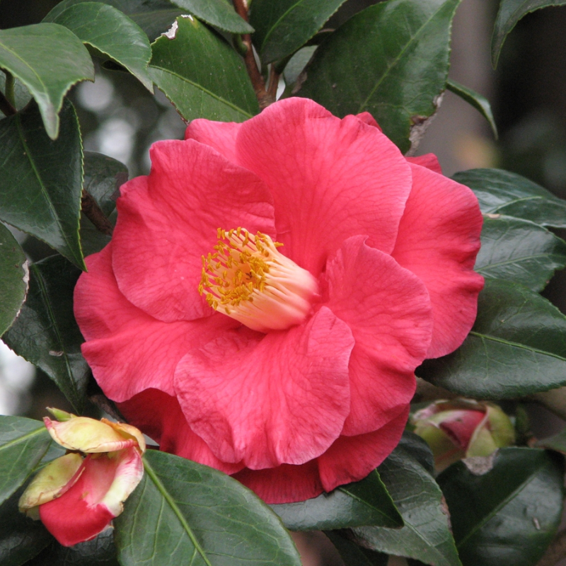Camellia japonica The Czar
