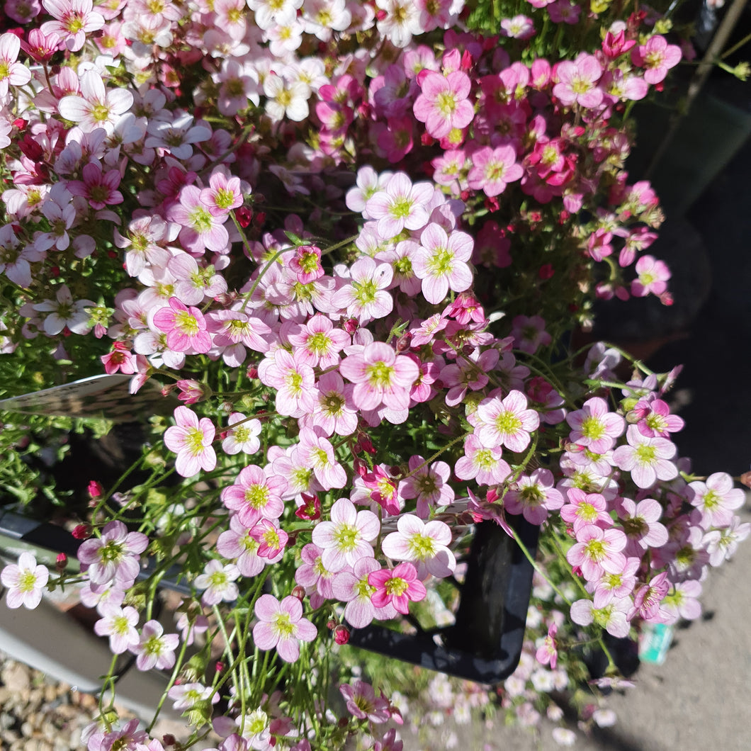 SAXIFRAGA PINK 100MM POT