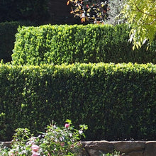 Load image into Gallery viewer, ENGLISH BOX (BUXUS SEMPERVIRENS) 14CM

