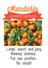 Load image into Gallery viewer, MANDARIN JAP SEEDLESS 20CM
