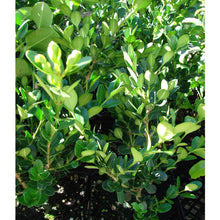 Load image into Gallery viewer, KOREAN BOX (BUXUS MICROPHYLLA MICROPHYLLA) 14CM
