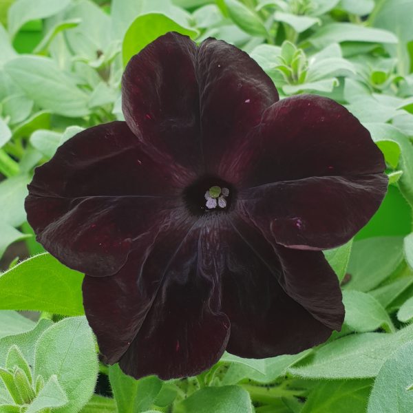 PETUNIA CHERRY BLACK - 4 CELL CARRY PACK
